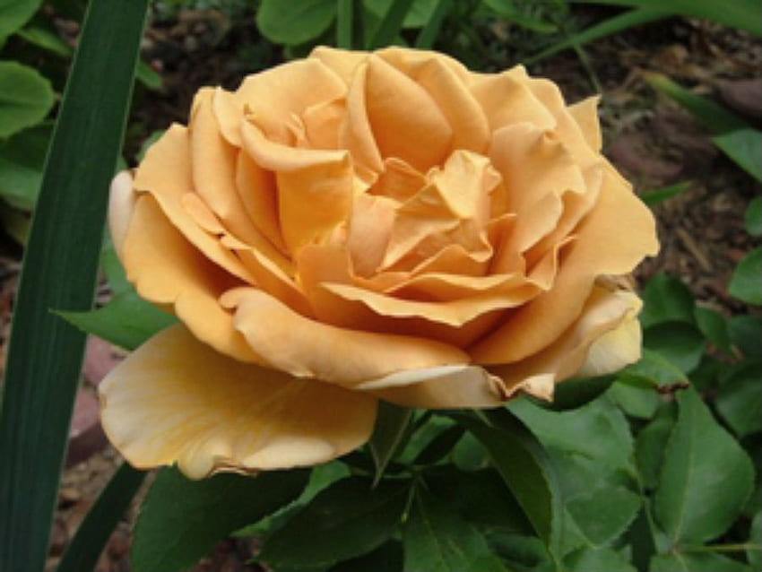 Brown Rose, rosa, marrone, fiore Sfondo HD