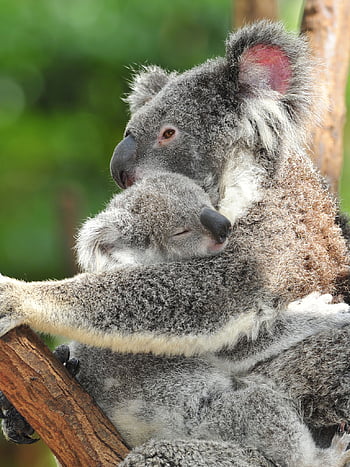 Cute koala sleeping HD wallpapers | Pxfuel