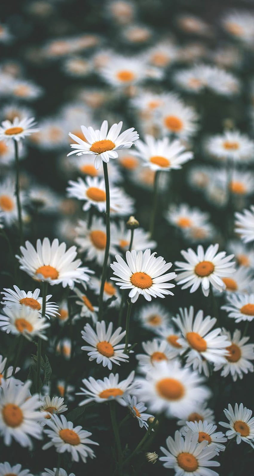 The iPhone blooming chamomile HD phone wallpaper