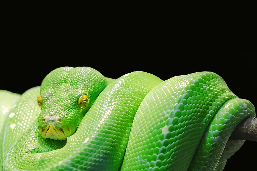 Tiere, Raubtier, Reptil, Schlange, Python HD-Hintergrundbild