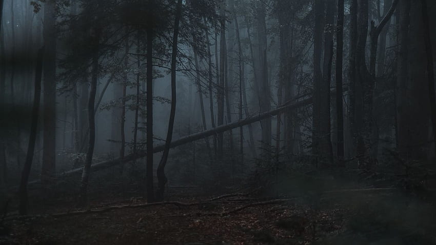 floresta, nevoeiro, árvores, sombrio, tablet escuro, fundo portátil, Dark Forest Laptop papel de parede HD