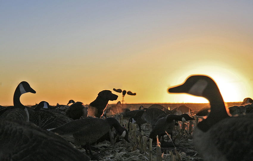 WATERFOWL Hunting, Duck and Goose hunting HD wallpaper