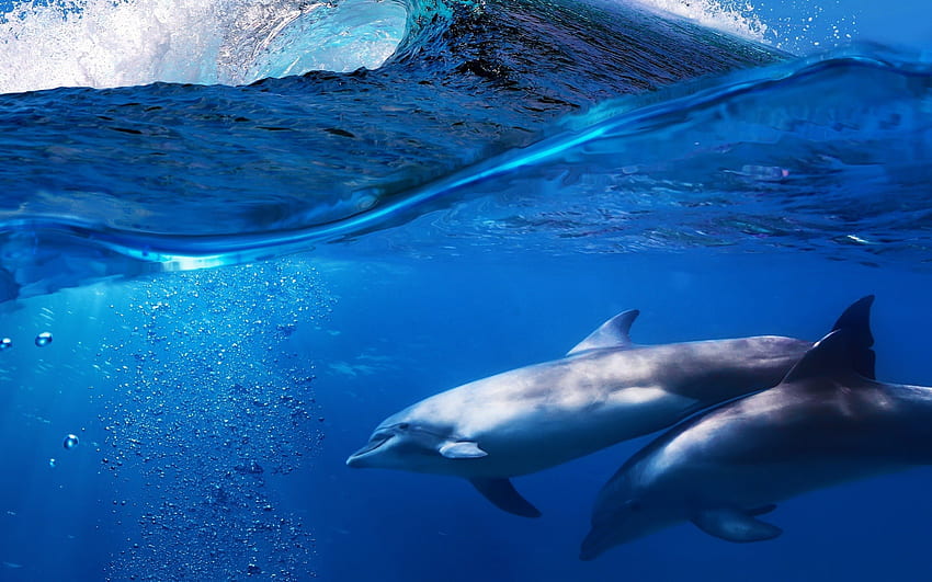 Dolphins, animal, fish, ocean, Dolphin HD wallpaper