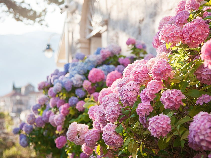 Todo lo que necesita saber sobre las hortensias de verano sin fin: esta casa antigua, hortensia rosa fondo de pantalla