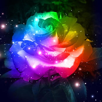 Một loài hoa đầy bí ẩn và huyền bí đã được tạo ra từ những vì sao và cây hồng. Hãy khám phá vẻ đẹp kì diệu của Galaxy Rose này.