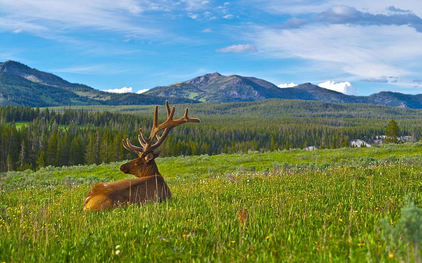 Animals, Landscape, Grass, Mountains, Deer, Horns HD wallpaper