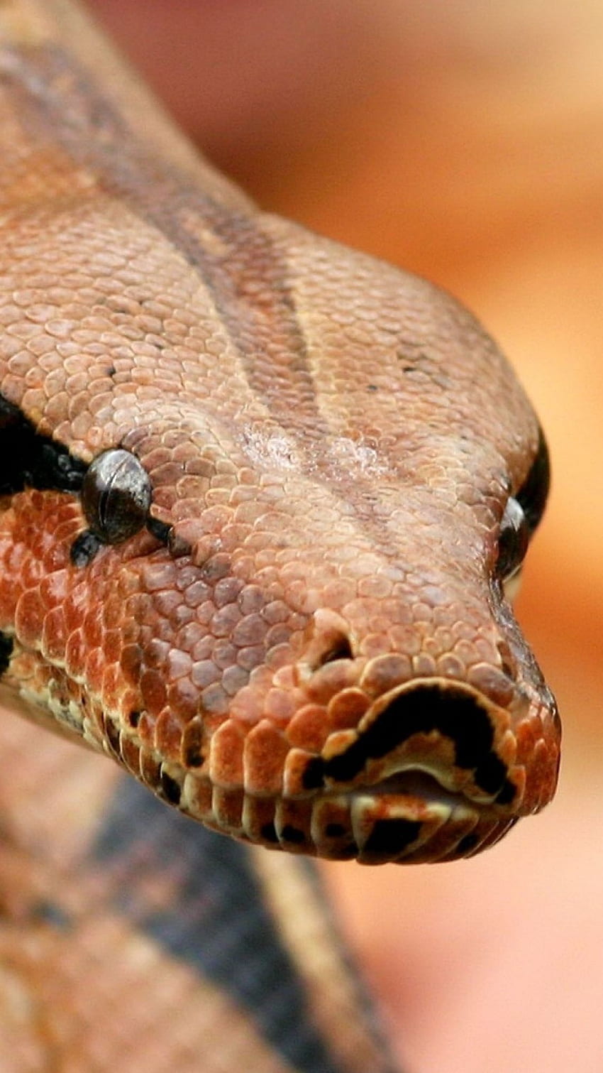 Boa constrictor <3. Snake, Beautiful snakes, Boa constrictor HD phone wallpaper