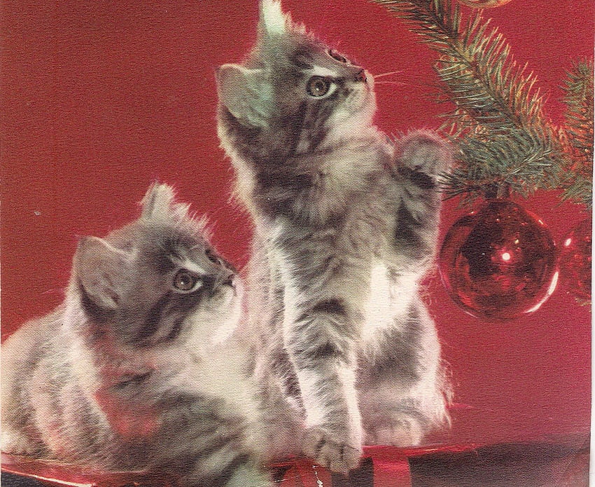 Tempo di Natale con i gattini, rosso, gemelli, regali, ornamento, gattini natalizi, albero Sfondo HD
