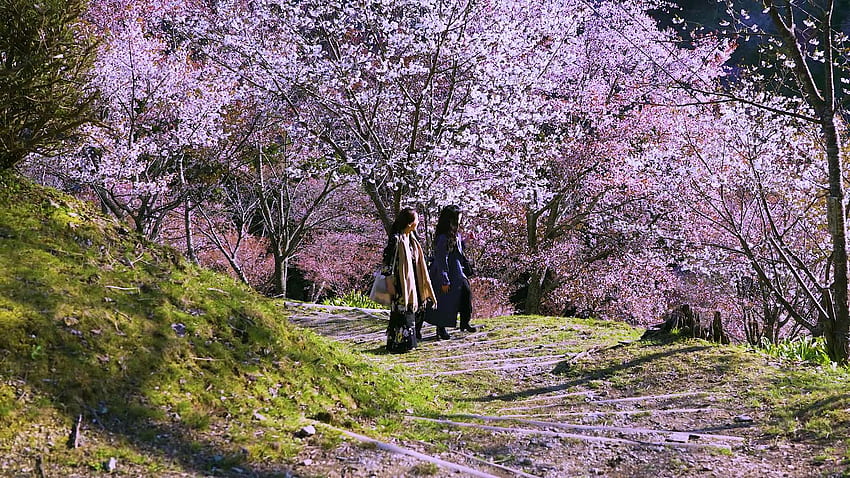 Sete locais fabulosos com flores de cerejeira, acessíveis a partir de Osaka de trem!. VIAGEM DE BOA SORTE, Monte Yoshino papel de parede HD