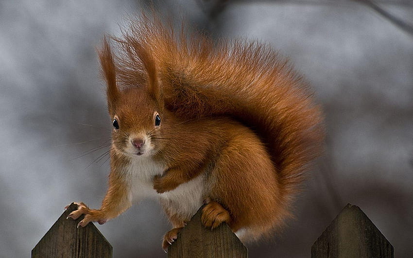 Squirrel , Red Squirrel HD wallpaper