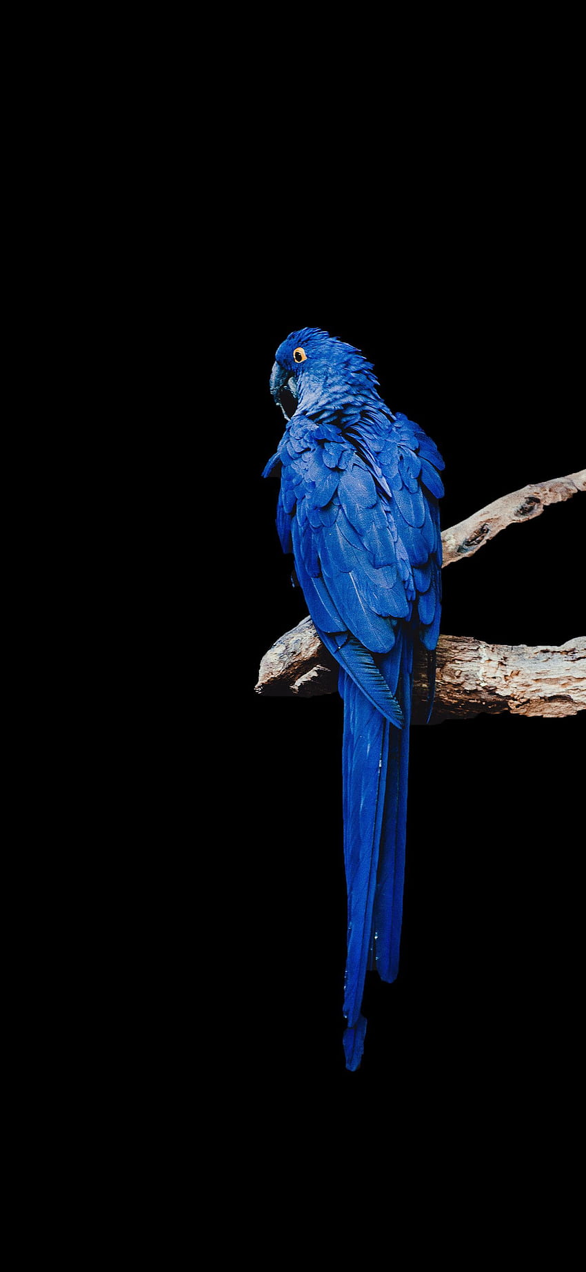 Blue Macaw Amoled Amoledin Blue macaw Macaw [] for your , Mobile & Tablet. Explore AMOLED . Black AMOLED , Blue Amoled HD phone wallpaper