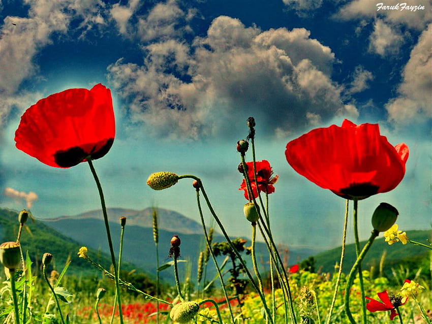 Mohn, Himmel, Blumen HD-Hintergrundbild