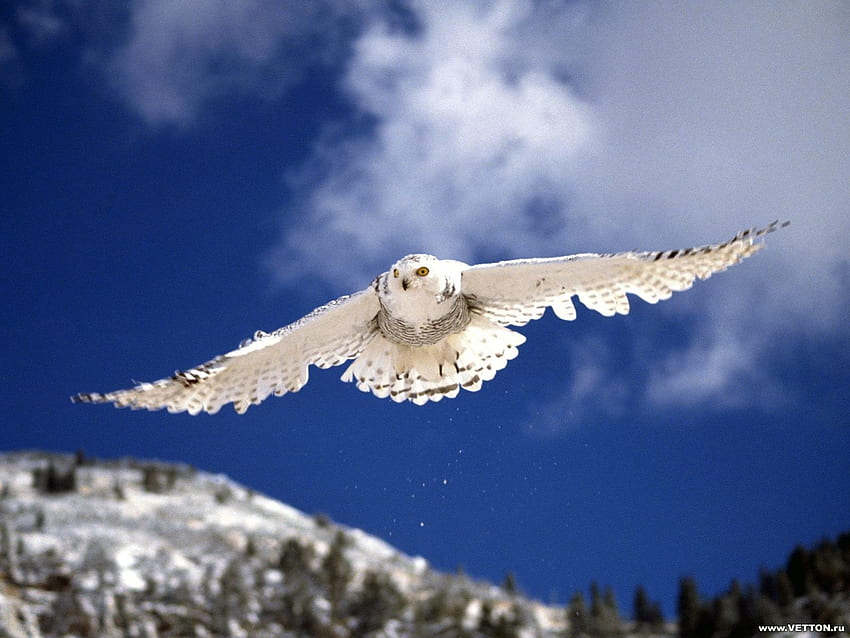Snowy Owl, animal, white, black, feathers, owl, mountain, flying soar, snow, trees, nature, fly, cloud HD wallpaper