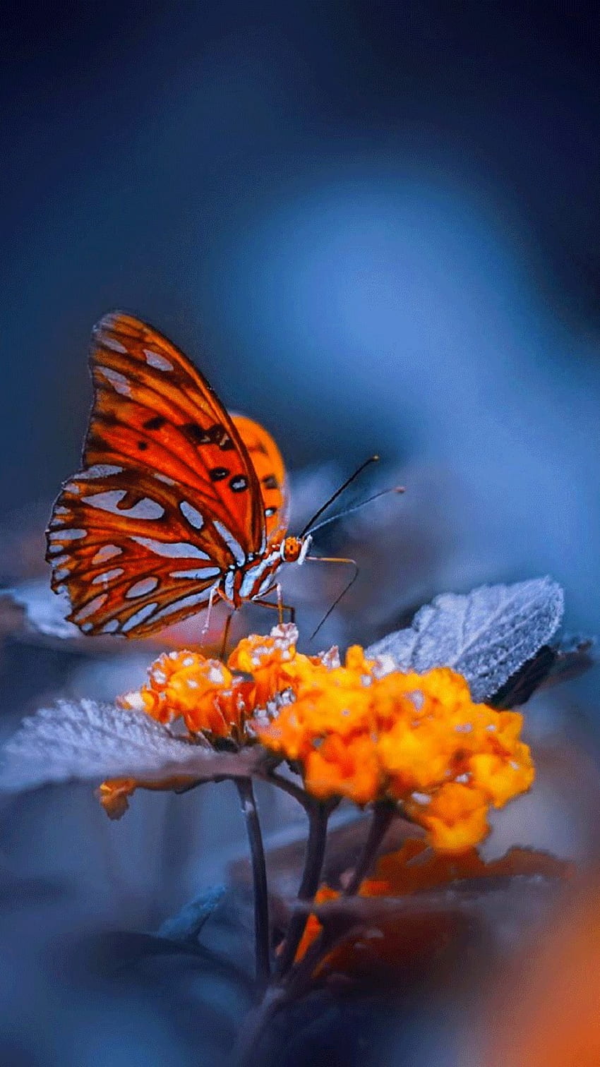 Whatsapp D.p, Orange Flowers, Butterfly, whatsapp dp HD phone wallpaper