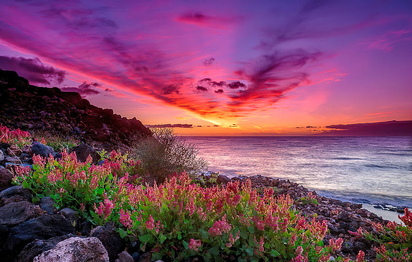 Coastal Sunset, ทะเล, ชายฝั่ง, สวย, หิน, หิน, ฤดูร้อน, สีม่วง, ดอกไม้ป่า, ฝั่ง, ชมพู, เมฆ, ท้องฟ้า, พระอาทิตย์ตก, มหาสมุทร วอลล์เปเปอร์ HD