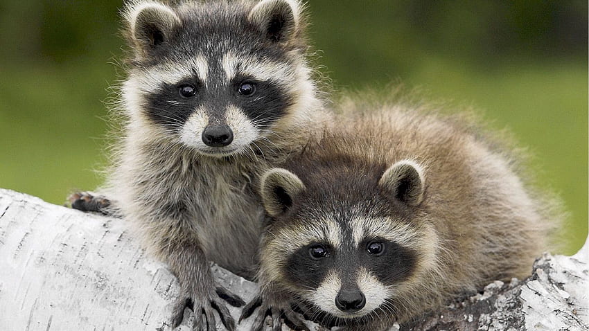 Two Raccoons With Stare Look On Tree Trunk In Blur Background Raccoon HD wallpaper
