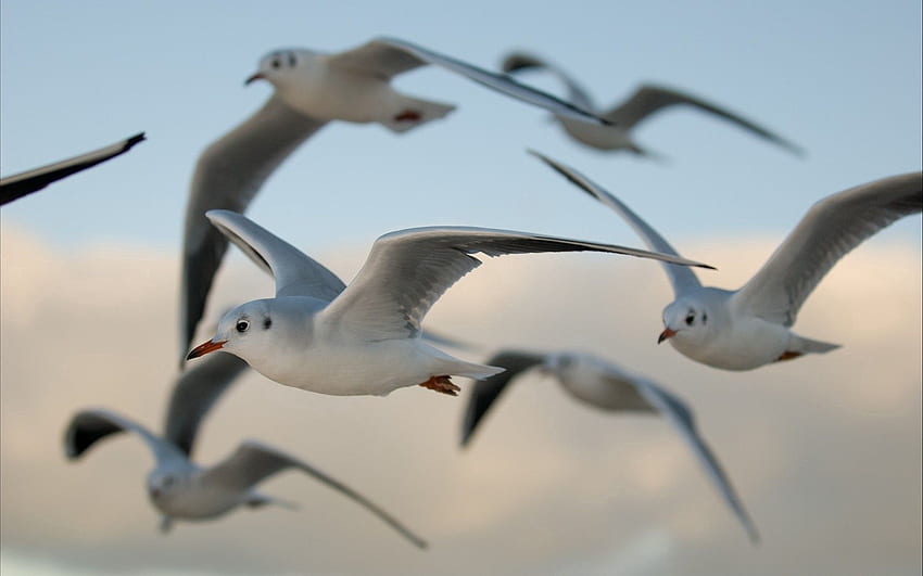 Animals, Birds, Seagulls, Flight HD wallpaper