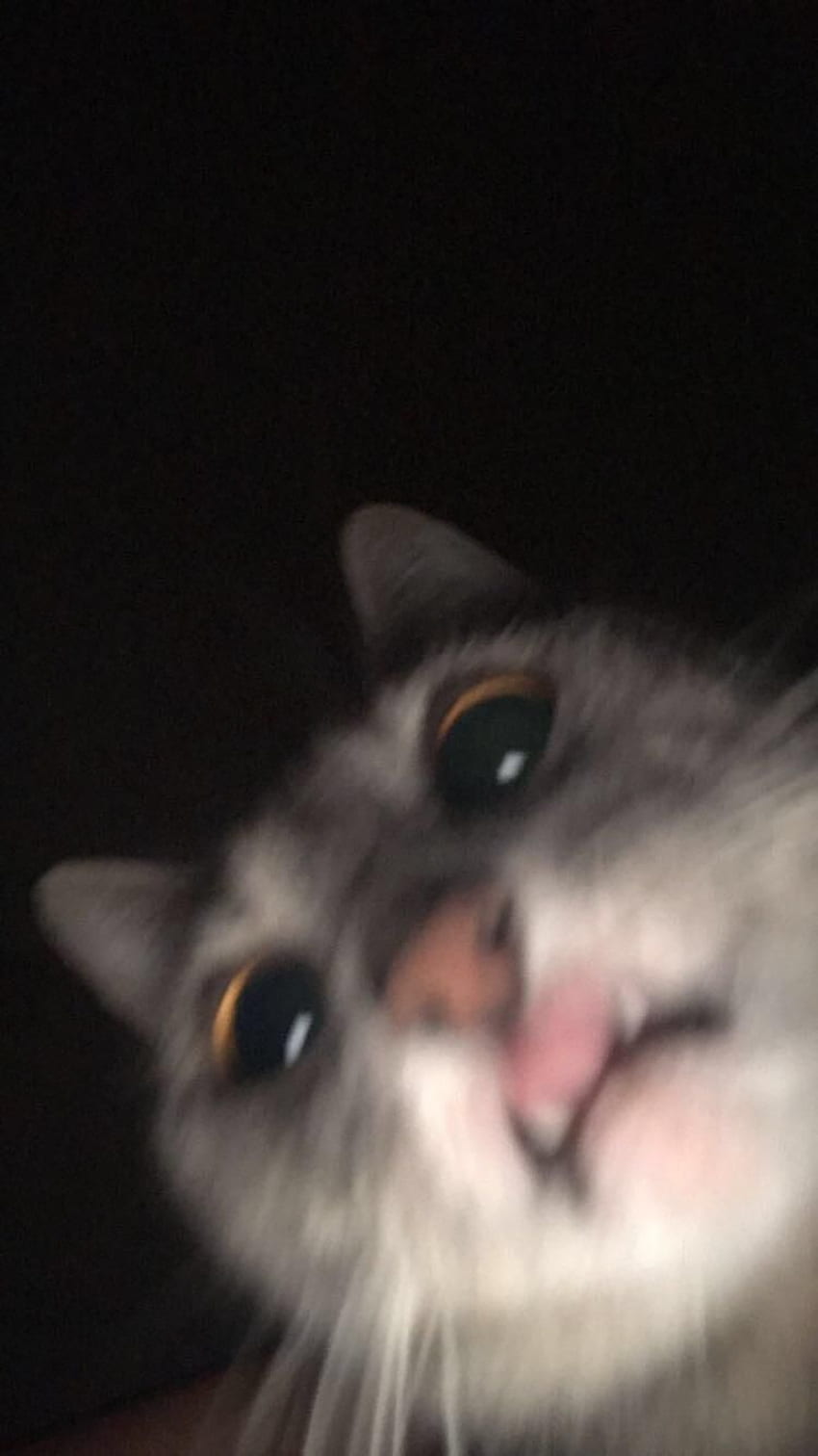 Siempre pensé que las selfies de Cat eran noticias falsas hasta que dejé Snapchat abierto en mi cama y encontré este /. Animales lindos, gato, gato lindo, gato raro fondo de pantalla del teléfono