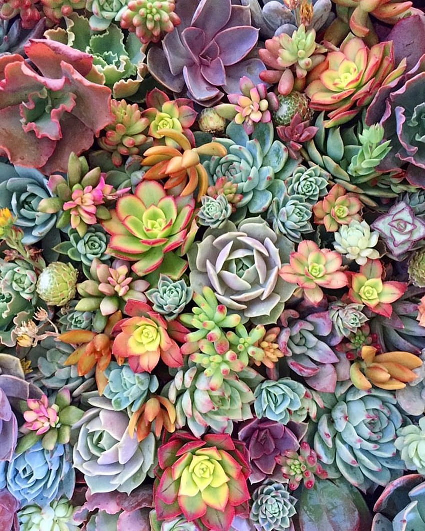 on Instagram. Succulents , Succulents, Succulent graphy, Succulent Garden HD phone wallpaper