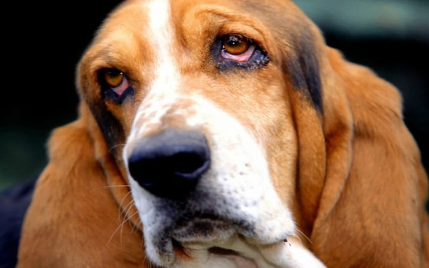 Basset, długie uszy, opadające, Basset hound, smutne oczy Tapeta HD