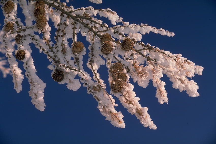 Winter Beauties, blue, branch, white, cones, snow, sky, beautiful HD wallpaper
