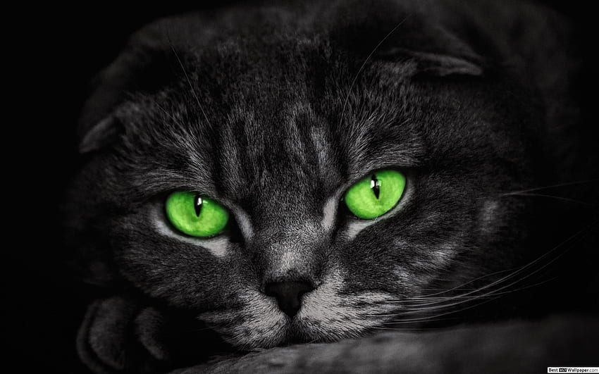 Зеленоока котка, геометрична котка HD тапет