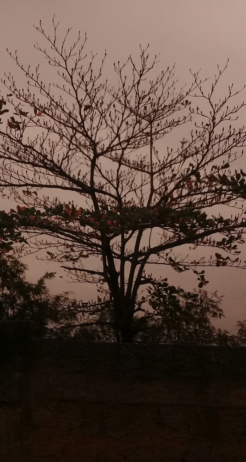 Uma árvore, 아르보레, 아르보레스, 세우 HD 전화 배경 화면
