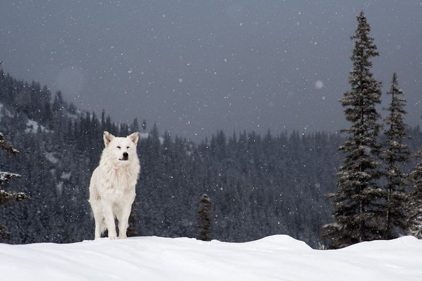 Lobo, invierno, blanco, grafía, nieve, bulgaria, bosque fondo de pantalla