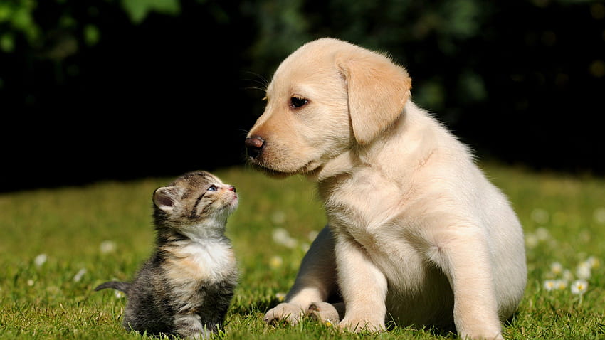 Friends, cat, dog, puppy, kitty, green, grass, sunny day, cute, pet, Animals HD wallpaper