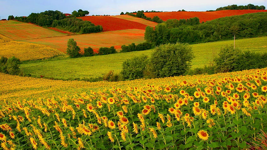 Слънчогледово поле, цветно, хълмове, ливада, красиво, хубаво, слънчогледи, красиво, поле, природа, цветя, прекрасно HD тапет