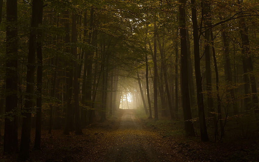 de bosque espeluznante, camino de bosque oscuro grande fondo de pantalla