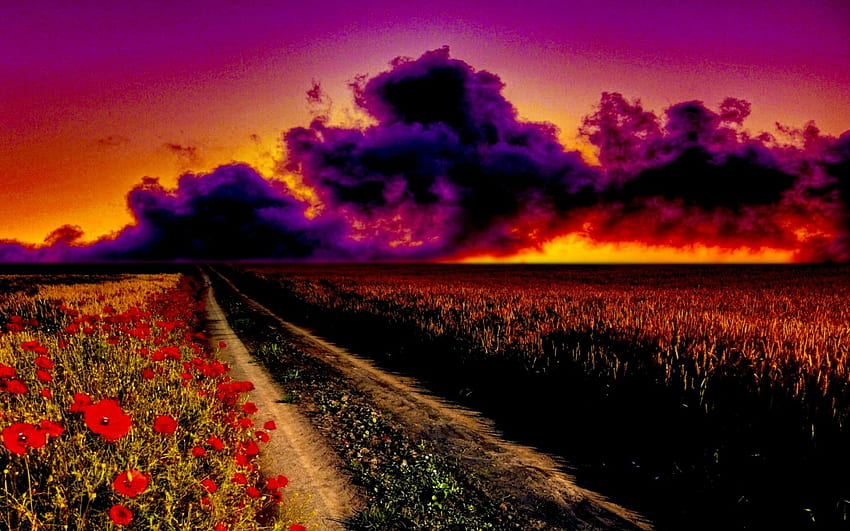 STORMY CLOUDS, poppy, clouds, nature, stormy, poppy field HD wallpaper