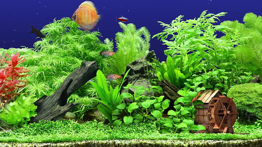 Freshwater Aquarium HQ 60fps Screensaver 3 FishTanks -  HD wallpaper