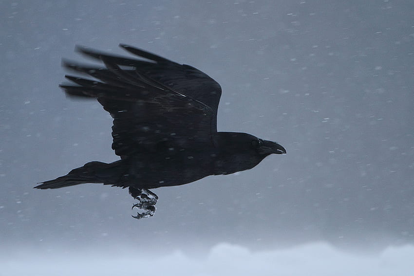 The Raven, raven, birds, crow, animals HD wallpaper
