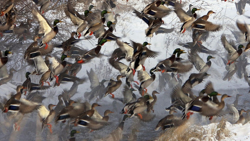 Duck Hunting Becuo [] per il tuo, Mobile & Tablet. Esplora uccelli acquatici. Anatra, Drake Waterfowl, Delta Waterfowl Sfondo HD
