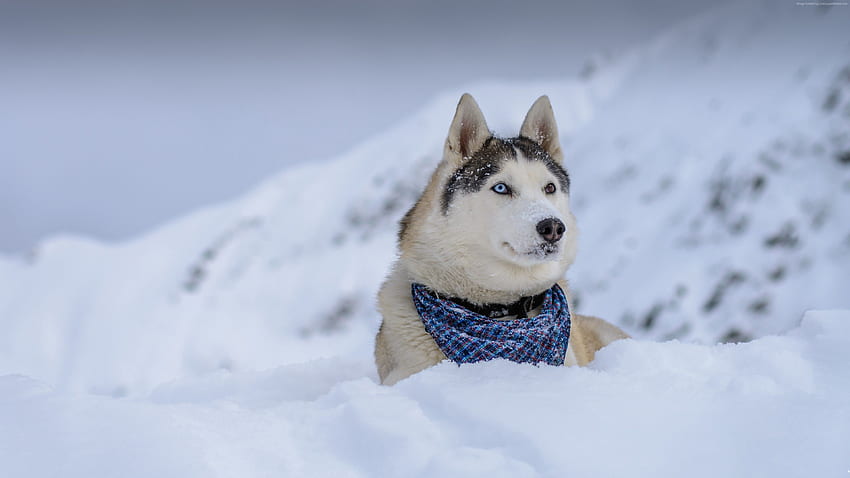 Dog, Husky, Cute Animals, Snow, Winter, - Fond, Snow Cute Dogs HD wallpaper