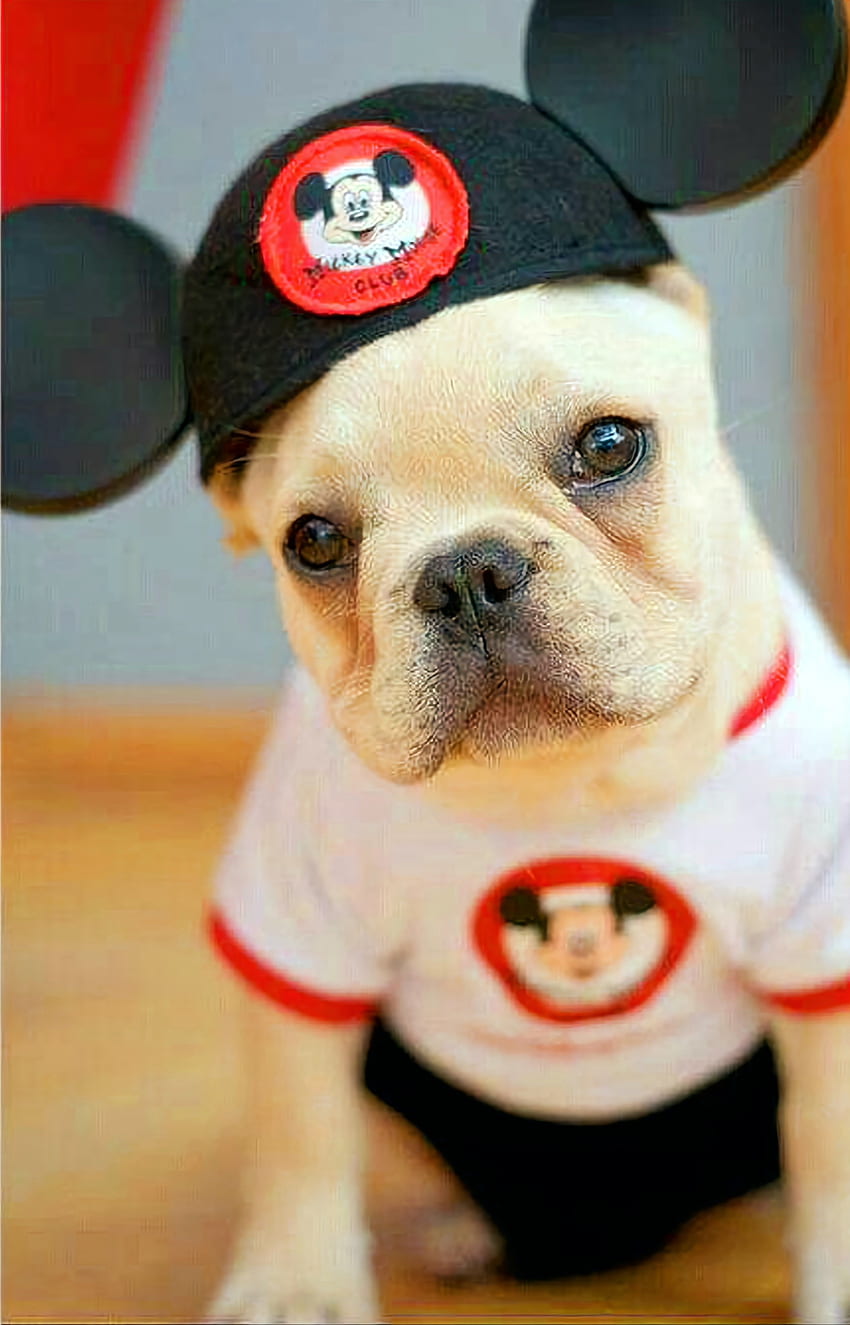 Disney bulldog, companion dog, whiskers HD phone wallpaper