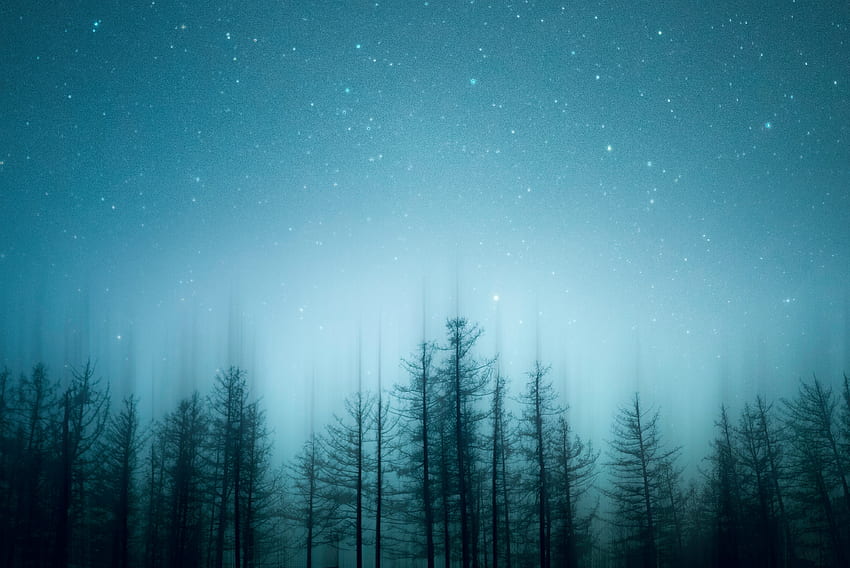 Silhouette, trees top, night HD wallpaper
