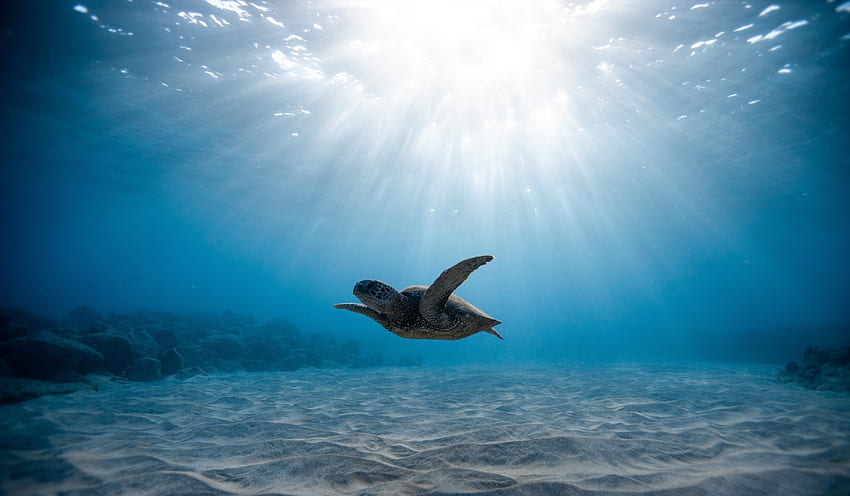 Underwater life, turtle, blue sea HD wallpaper