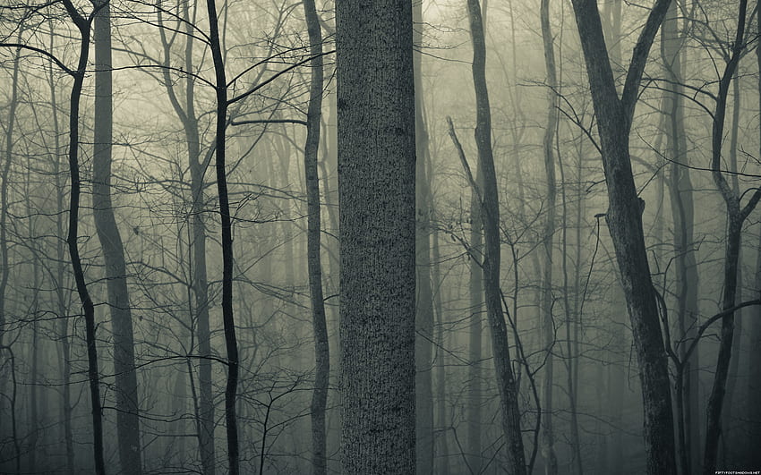 Nature trees forests woods trunk haze fog mist dark bark . HD wallpaper