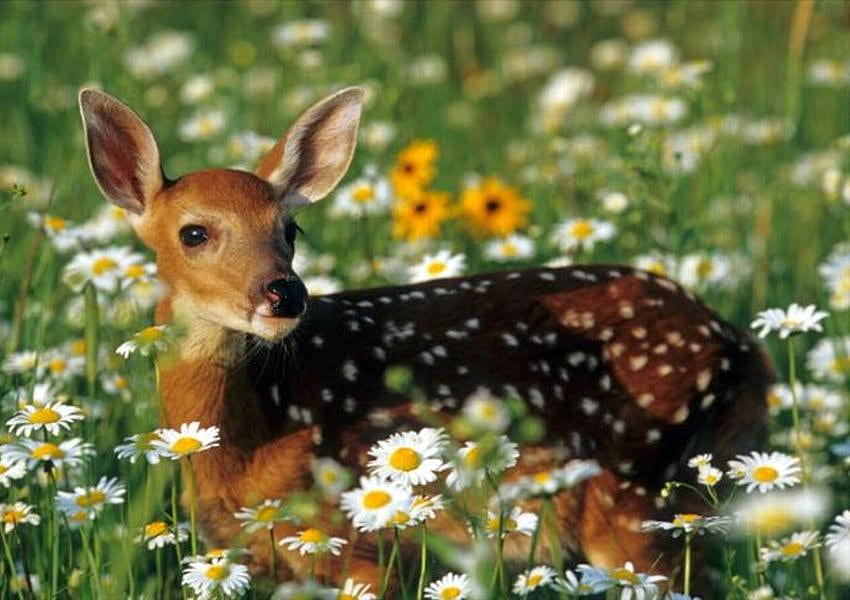 Deer in Fowers, beautiful, in fowers, , deer HD wallpaper