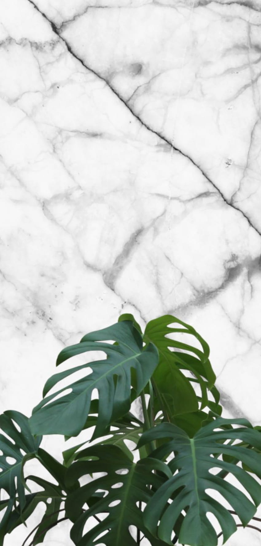 Marble With Plant, Monstera iPhone HD phone wallpaper