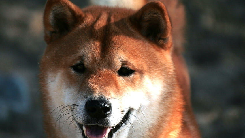 Mustache, Shiba Inu - Akita Inu HD wallpaper | Pxfuel