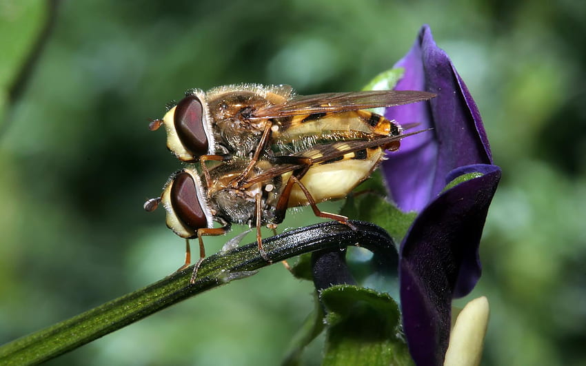 Hover Flies Accouplement, ailes, rayures, accouplement, insecte, hover fly Fond d'écran HD