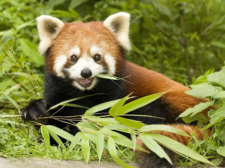 Red Panda Eating Bamboo - HD wallpaper