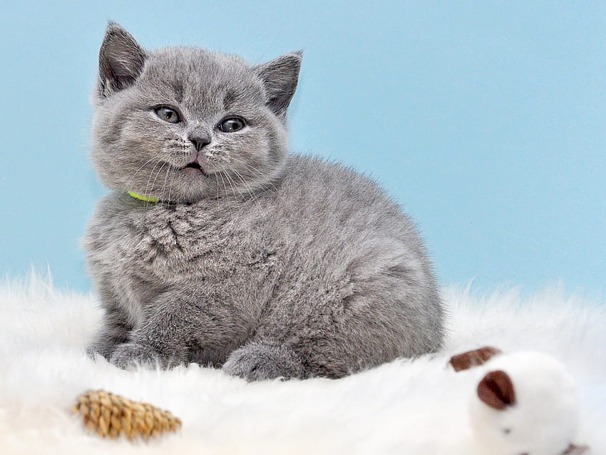 Kätzchen, pisica, blau, tier, weiß, grau, süß, katze HD-Hintergrundbild