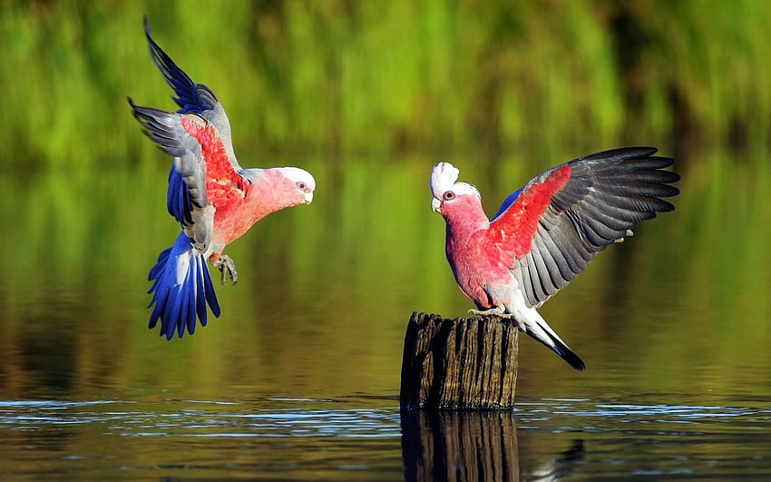 Красиви папагалски птици Galah във водата - Повечето HD тапет