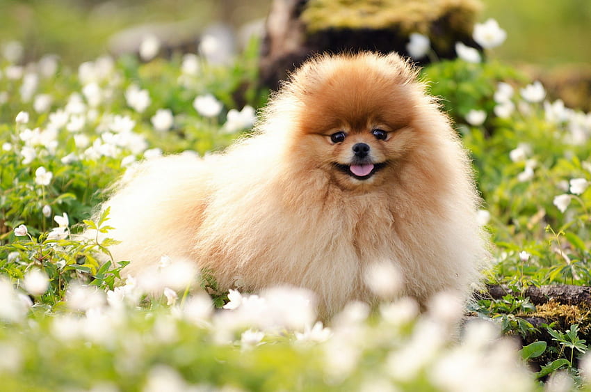 Cute and fluffy, dog, pet grass, animals, cute, funny, adorable HD wallpaper