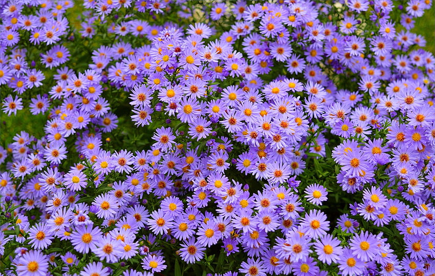 ดอกไม้สีม่วง ทุ่งหญ้า พืช ธรรมชาติ วอลล์เปเปอร์ HD