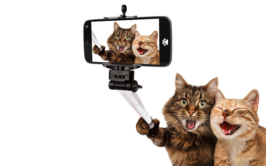 Cat Couple Selfie, Couple, Cat, paw, Selfie HD wallpaper